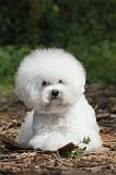 BICHON FRISE 175